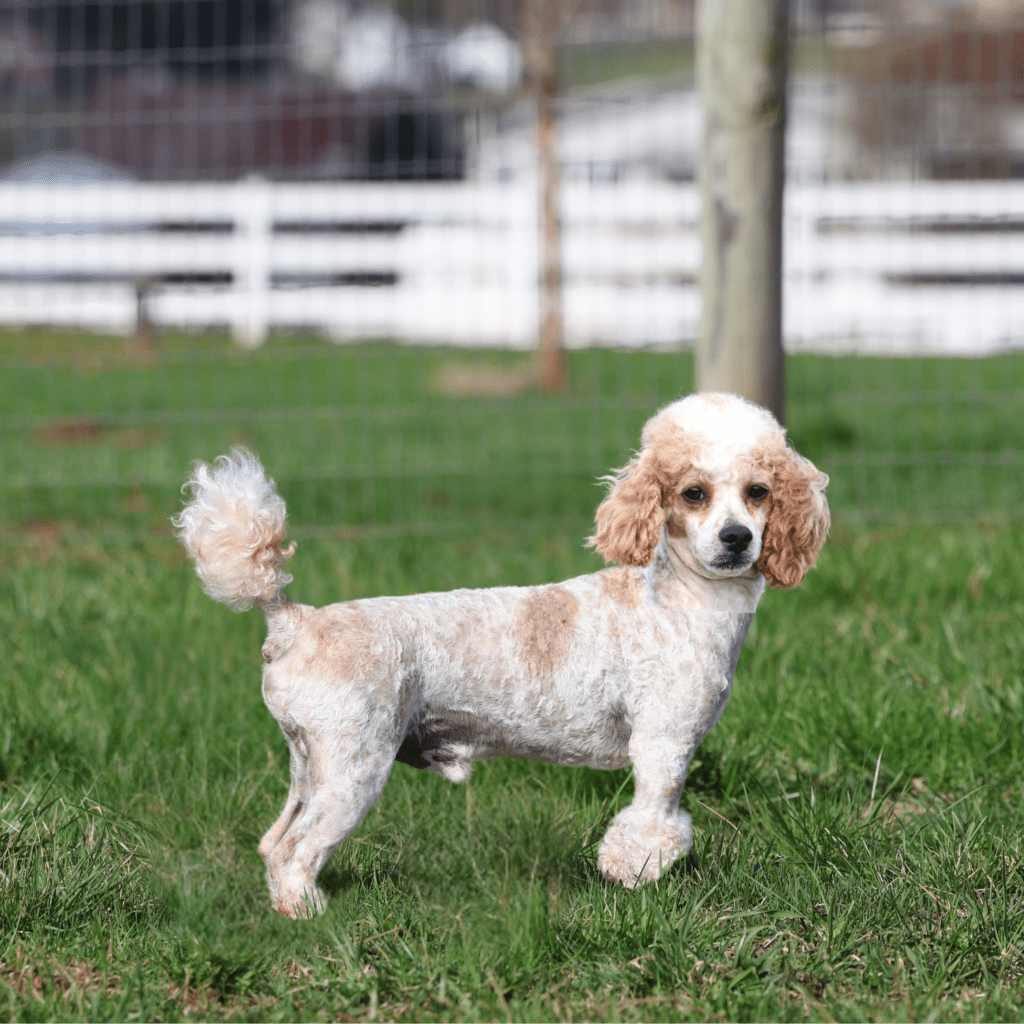 Villa Crest Puppies | Toy Poodles For Adoption | Meet Petals