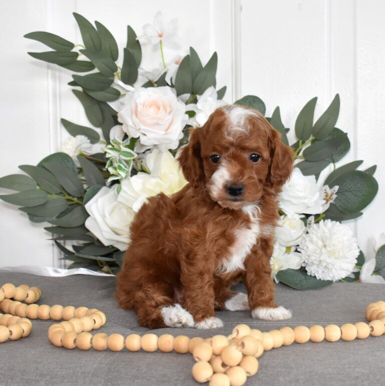 Toy Poodle Puppies For Sale | Villa Crest Puppies